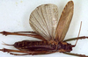 CollectionObject 1532909; da5113a6-8147-4dd5-a301-89e3845a1b33: female, dorsal view (paratype). (CollectionObject).