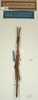 CollectionObject 1559505; NMW 570, d9ead7cb-381b-4050-b20c-157101544add: copyright NMW, Vienna. male of synonym Prisomera rubrifemur (holotype). (CollectionObject).