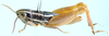 Hemiloryma deserticola Brown, 1973: male, lateral view. (Otu).