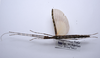 CollectionObject 1576320; 9219c460-3366-4b11-bd89-81ca55b0e86c: copyright ZRC, Singapore. female, dorsal view (holotype). (CollectionObject).