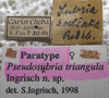 CollectionObject 1594723; 3bc5d21c-c751-4192-bee3-577cdfb3e308: labels (paratype). (CollectionObject).