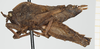 CollectionObject 1583426; c20ade63-ef50-49d8-b7ae-0a80726e96e1, NHMUK10924440: female, lateral view (allotype). (CollectionObject).
