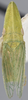 Habitus, dorsal view: !! display not done !! on Dorycephalus hunnorum Emeljanov, 1964: holotype male. (Observation).