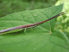 FieldOccurrence 349; 69ccc471-d075-4fbe-a2d1-4aa344d428b6; Tanzania
Grassland Mpwapwa Plateau, 2017/03/20: male. (FieldOccurrence).