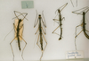 CollectionObject 1560562; f88e7ac0-8a35-4739-b992-901db49856a9: copyright MRSN, Torino. male of synonym Bacunculus festae (lectotype) female (paralectotypes) Torino. (CollectionObject).
