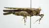 CollectionObject 1535348; b47c9016-466c-4141-b012-083fae68e5a4: holotype male, lateral view. (CollectionObject).