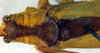 CollectionObject 1500689; ab2fda56-fd93-4185-bee0-83f180ee7022, DORSA BTducceyHTM: male, dorsal view (holotype). (CollectionObject).