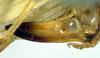 CollectionObject 1500359; 1e6425e4-6217-4a85-a8ea-c7ecbdc59bd9, DORSA BTmicspiHTF: ovipositor (holotype). (CollectionObject).