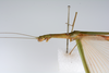 CollectionObject 1560025; e6a1366b-7f0b-45f3-a370-9011e91e14f1: copyright ZMUH, Hamburg. female: head & thorax, lateral view of synonym Necroscia inflata (syntype). (CollectionObject).;CollectionObject 1560026; f74f5d9a-9f4f-4c4b-b5e9-29193cdca0b0: copyright ZMUH, Hamburg. female: head & thorax, lateral view of synonym Necroscia inflata (syntype). (CollectionObject).