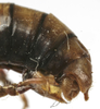 CollectionObject 1475385; a0824d2a-7fe7-4360-b9af-f24295375d01: male abdomen tip, lateral view (holotype). (CollectionObject).