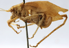 CollectionObject 1539778; 1f394671-d105-4a1a-afe0-65830fc8397e: female, lateral view (syntype). (CollectionObject).