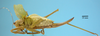 CollectionObject 1542909; DEES #10054', a49557df-c58f-483d-b048-4dae145f7d79: female, body lateral view (allotype). (CollectionObject).