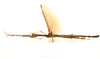 CollectionObject 1595883; 4c447941-4ce3-4d32-8fd6-585d6b536bc1: copyright LKCNH Singapore. male, dorsal view (paratype). (CollectionObject).