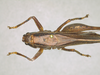 CollectionObject 2208340; MPEGMPEG 05035883, 54ca76cc-304e-48ea-832e-e9a6f5bc0905: Female habitus, dorsal view. (CollectionObject).