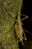 CollectionObject 2744362; d70ab0df-ae9f-481d-9193-d316f575ef77: Female. Dorsolateral view. Lago Lanalhue, Biobío, Chile. Photo: Francisco Rivas. (CollectionObject).