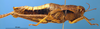 CollectionObject 1521449; cdb4f10a-c247-4ca9-b937-3c2f7533b4ff: female, lateral view (allotype). (CollectionObject).