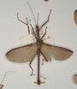 CollectionObject 1559593; 3660f0bc-112f-4325-b101-c1262d4581e1: copyright OUMNH. male of synonym Necroscia agondas (holotype). (CollectionObject).