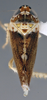 Habitus, dorsal view: !! display not done !! on Scaphytopius n. sp. PE32: Scaphytopius Ball, 1931: (Observation).
