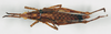 CollectionObject 1540694; 3ca3d484-575f-4195-97a4-997be2beae3b: female, dorsal view (holotype). (CollectionObject).