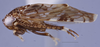 Habitus, lateral view: !! display not done !! on Bahita Oman, 1938: n. sp. 6-10: (Observation).