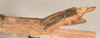 CollectionObject 1561969; 6934107a-0fed-42b2-8689-b1abe6f66424: copyright OIMNH. female: end of abdomen, lateral view of Necroscia lysippus (holotype). (CollectionObject).