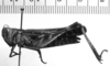 CollectionObject 1506526; 3e03f218-5972-4b1c-aaa8-b5e4c7884609: Image Carbonell, C.S. female, lateral view (lectoallo- or paralectotype). (CollectionObject).