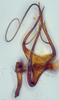 Aedeagus, ventral view: (Observation).