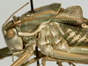 CollectionObject 1527080; 322004fe-a496-4d3c-8232-144f637f86e3: male pronotum, lateral view (holotype). (CollectionObject).