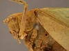 male head and pronotum, lateral view (syntype of Phylloptera alliedea). Depicts CollectionObject 1568537; 93017c23-d9ba-4813-89e8-6bfb2ffe825e, a CollectionObject.
