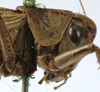 CollectionObject 1539769; 6ef2409b-b1c7-4640-98b1-6213b5ea8b39, MNHN-EO-ENSIF1605: male pronotum, lateral view (holotype). (CollectionObject).