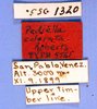 CollectionObject 1524010; 258d7214-e209-4d23-b52c-e4960353defb: labels (holotype). (CollectionObject).
