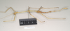 CollectionObject 1557401; c6288489-e451-425b-9db5-50f4ddcef3cf: copyright Natural History Museum, London. female, lateral view of synonym Hyrtacus carinatus (syntype). (CollectionObject).;CollectionObject 1557402; 4e4ceb52-ad05-4ec8-8f96-df79008f9fb4: copyright Natural History Museum, London. female, lateral view of synonym Hyrtacus carinatus (syntype). (CollectionObject).