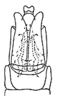 Pygofer, ventral view on Empoasca (Empoasca) originalis González, 1955: Genital capsule, ventral view. (Observation).
