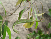 copyright Paul D. Brock. female, lateral view. Queensland: Brampston Beach, 17 February 2006. Depicts Clemacantha Rainbow, 1897, an Otu.