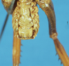 CollectionObject 1507152; 661721a6-f21c-4de9-833c-ac3af0f3dae9: male subgenital plate. (CollectionObject).