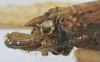 CollectionObject 1541638; 95dfaef9-062e-4a54-bccb-731b478c19a2: female subgenital plate (syntype). (CollectionObject).