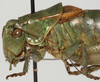 male pronotum, lateral view (holotype). Depicts CollectionObject 1527095; d673277a-bb52-417c-a44c-58c5c2bea3e6, a CollectionObject.