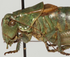 CollectionObject 1527095; d673277a-bb52-417c-a44c-58c5c2bea3e6: male pronotum, lateral view (holotype). (CollectionObject).