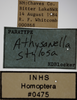 Other on Athysanella (Athysanella) stylosa Blocker, 1988: Labels - Male. (Observation).