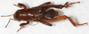 CollectionObject 1533014; 560ef361-7453-4b90-8710-1739ebaf32d0: male, dorsal view. (CollectionObject).