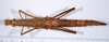 CollectionObject 1563189; bf892802-55b4-40ac-9c30-29c9de109b48: copyright ANSP. female, dorsal view (paratype). (CollectionObject).