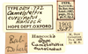CollectionObject 1521832; 1de0f9e9-6978-4329-bdfb-7d6e57beaa40: female, labels (holotype). (CollectionObject).