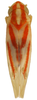 Habitus, dorsal view on Erythridula rubens (Beamer, 1930): Habitus (INHS collection). (Observation).