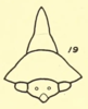 Head: !! display not done !! on Heliria scalaris (Fairmaire, 1846): (Observation).