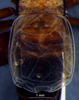 CollectionObject 1580115; 7eab2c46-da06-47a2-9152-d712abe3c5fb: male tegmina (paratype). (CollectionObject).