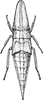 Nymph on Attenuipyga (Dorycara) platyrhynchus (Osborn, 1894): (Observation).