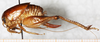 CollectionObject 1533013; d95a9058-2ae7-4ed4-a651-75906256e2b8: female, lateral view. (CollectionObject).