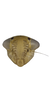 Head on Andanus sordidus (Lozada, 1998): male, face, anterior view. (Observation).