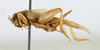 CollectionObject 1539873; 68fbbb67-b4e5-48df-9263-d4490995c461, MNHN-EO-ENSIF6989: female, lateral view (holotype). (CollectionObject).