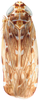 Habitus, dorsal view: !! display not done !! on Loreta (Loreta) ornaticeps Linnavuori, 1959: Habitus, dorsal view (after Duan et al., 2017). (Observation).